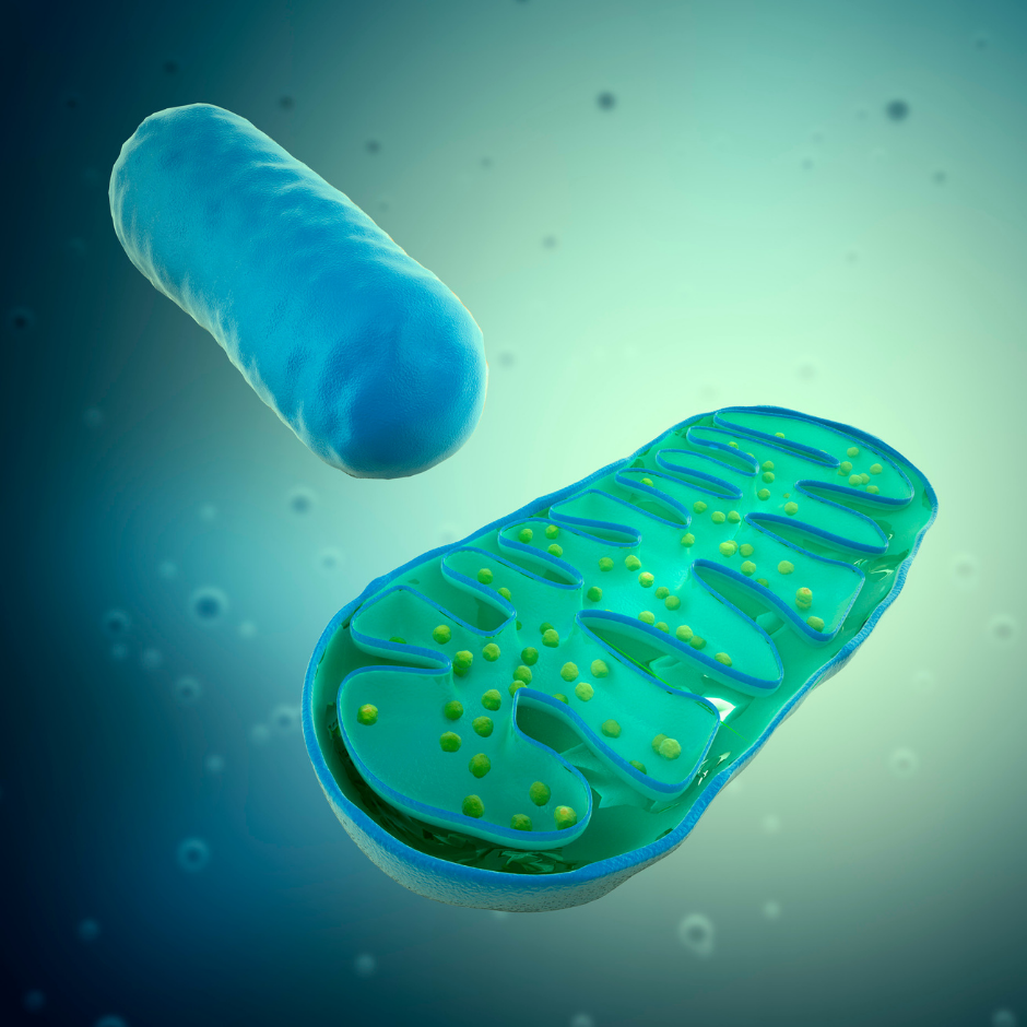 mitochondria, the powerhouse of the cell