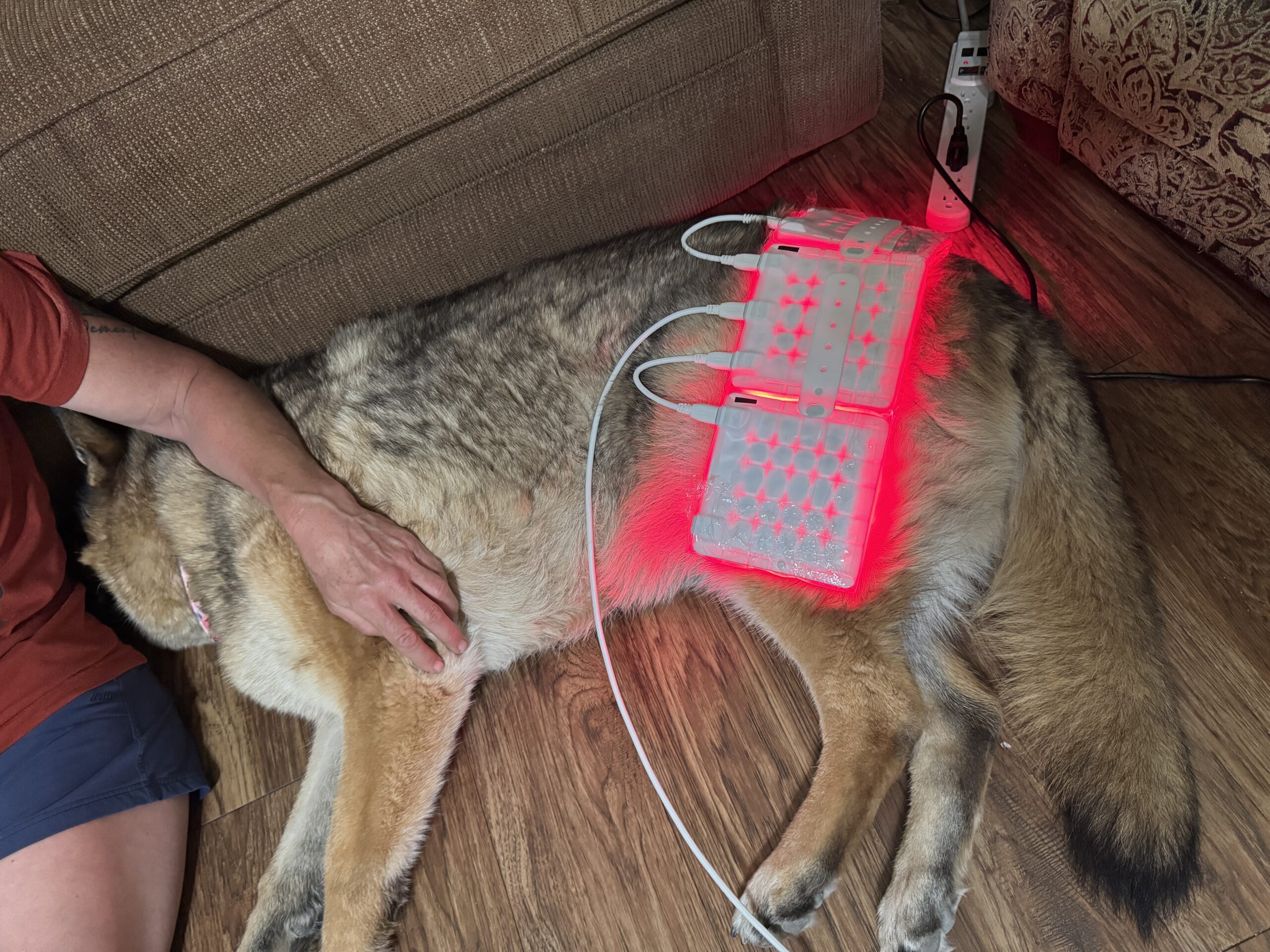 Red light therapy for dogs in Austin