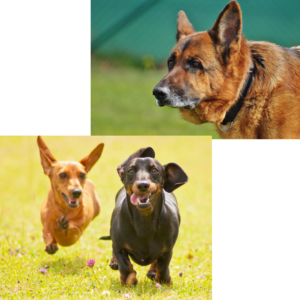 senior dogs and happy dogs with IVDD